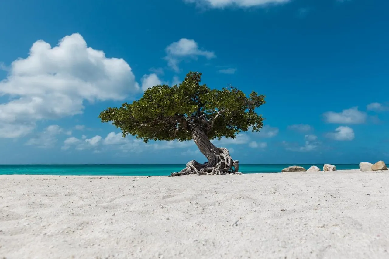 Apartament As Good As Dark Chocolate Oranjestad Aruba